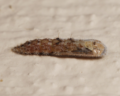 Emmelina monodactyla