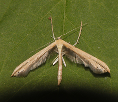 Emmelina monodactyla