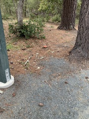 Amanita muscaria flavivolvata