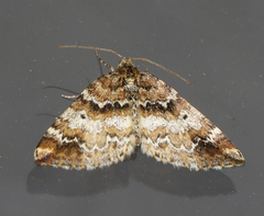 Enchoria lacteata