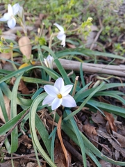 Ipheion uniflorum