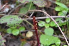 Corallorhiza