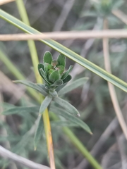 Iberis saxatilis cinerea