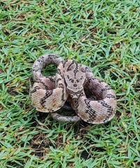 Phrynonax poecilonotus