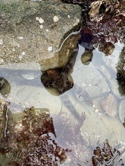 Astrometis sertulifera