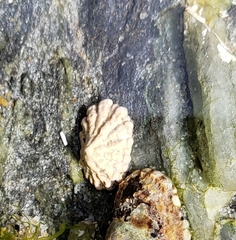 Patelloida corticata