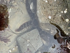 Astrometis sertulifera