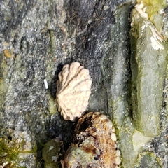 Patelloida corticata
