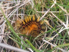 Chondrostega vandalicia