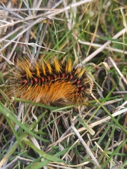 Chondrostega vandalicia