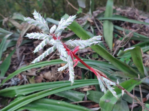 Aechmea pubescens Baker