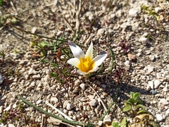 Romulea bulbocodium