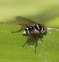 Trigonospila
