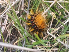 Chondrostega vandalicia