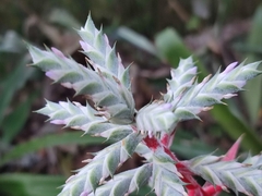 Aechmea pubescens