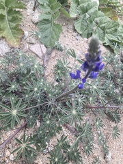 Lupinus sparsiflorus