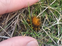 Chondrostega vandalicia