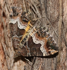 Chrysolarentia lucidulata