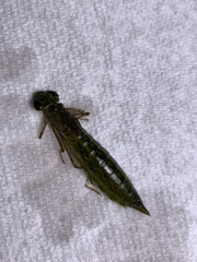 Anax longipes