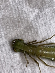Anax longipes