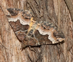 Chrysolarentia lucidulata