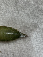 Anax longipes