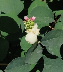 Symphoricarpos