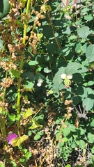 Symphoricarpos