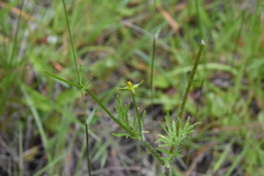 Ranunculus orthorhynchus
