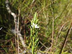 Philotheca queenslandica
