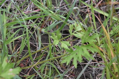 Ranunculus orthorhynchus