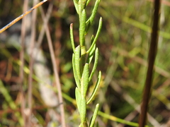 Philotheca queenslandica