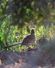 Geococcyx californianus