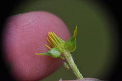 Ranunculus orthorhynchus