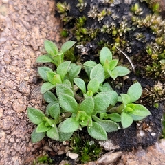 Arenaria