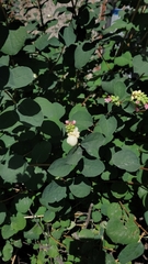 Symphoricarpos