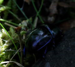 Trypocopris vernalis