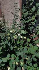 Symphoricarpos