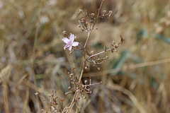 Stephanomeria exigua exigua