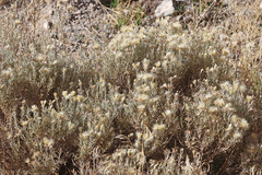Tetradymia canescens canescens