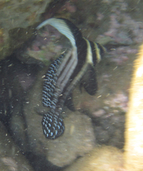 Eques punctatus