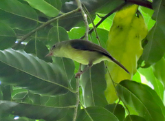 Vireo osburni
