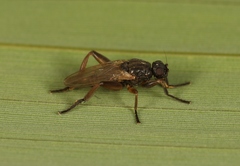 Sphaerocera curvipes