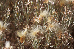 Tetradymia canescens canescens