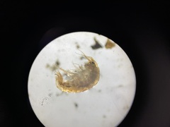Hyalella