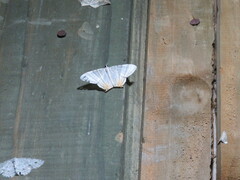 Phrygionis platinata