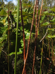 Machaerina articulata