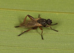 Sphaerocera curvipes