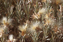 Tetradymia canescens canescens