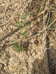 Teucrium pseudochamaepitys